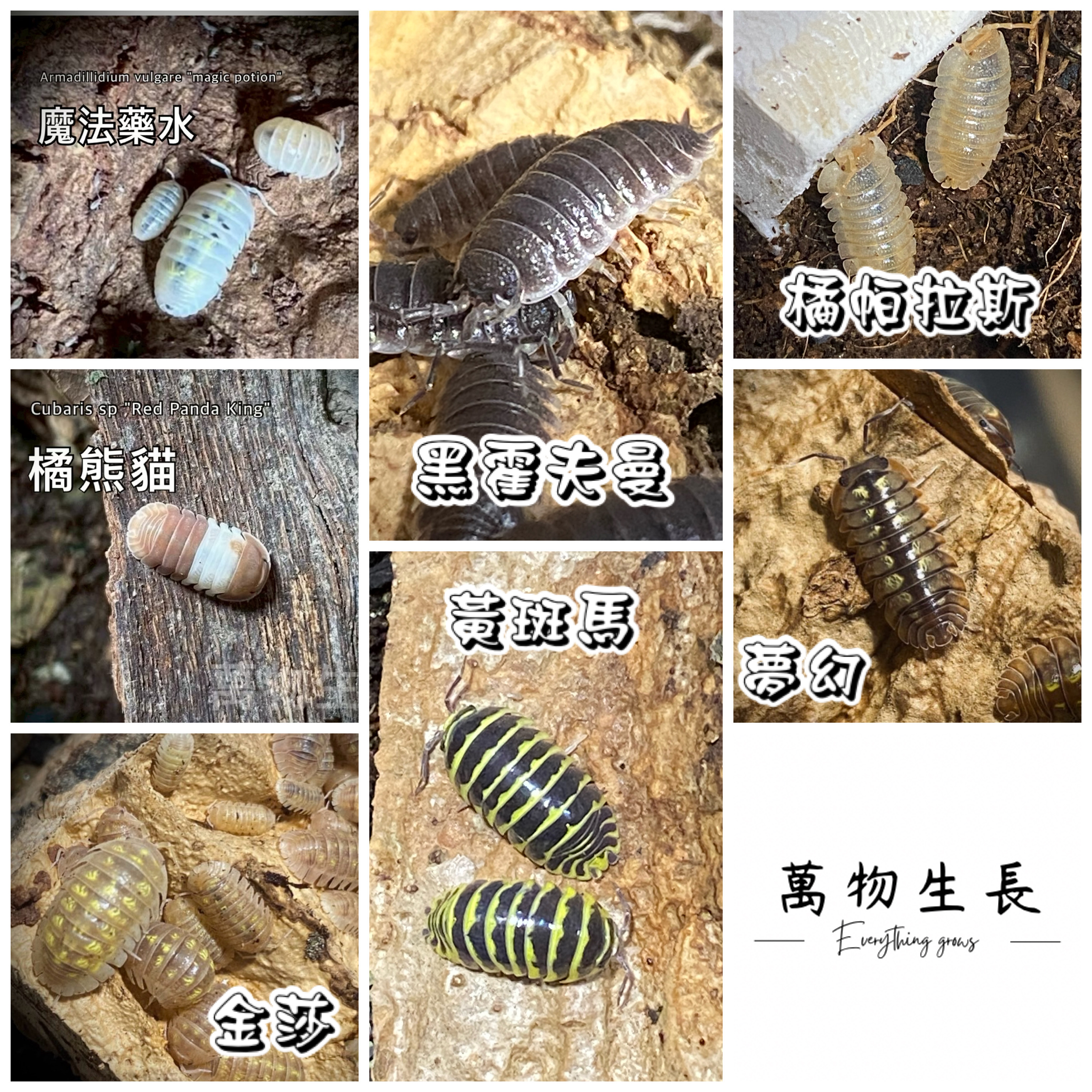 萬物生長 — 魔法藥水・黑霍夫曼・橘帕拉斯・橘熊貓・夢幻・黃斑馬・金莎